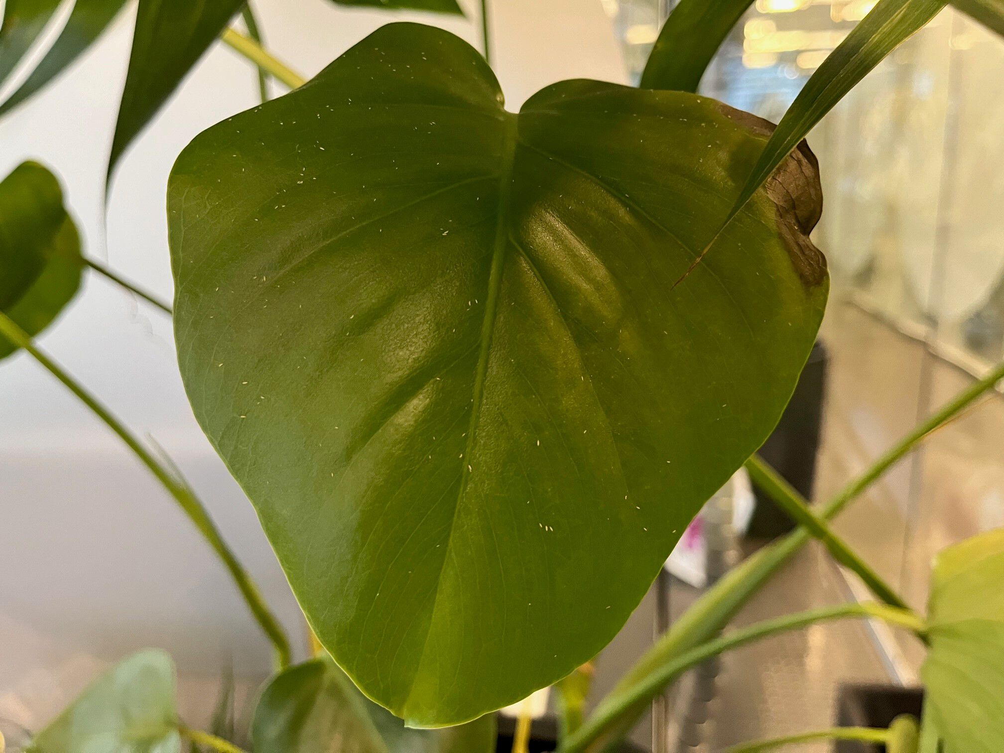 Trips på Monstera